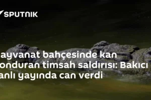 Hayvanat bahçesinde kan donduran timsah saldırısı: Bakıcı canlı yayında can verdi