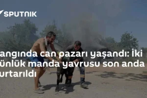 Yangında can pazarı yaşandı: İki günlük manda yavrusu son anda kurtarıldı