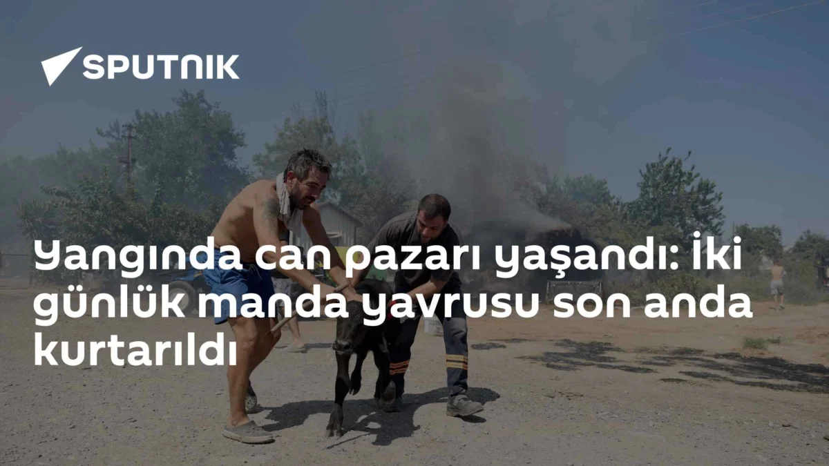 Yangında can pazarı yaşandı: İki günlük manda yavrusu son anda kurtarıldı