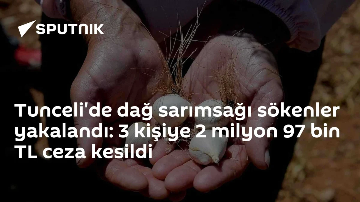 Tunceli'de dağ sarımsağı sökenler yakalandı: 3 kişiye 2 milyon 97 bin TL ceza kesildi