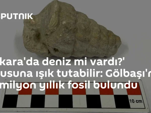 'Ankara'da deniz mi vardı?' sorusuna ışık tutabilir: Gölbaşı'nda 66 milyon yıllık fosil bulundu