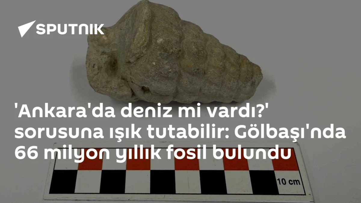 'Ankara'da deniz mi vardı?' sorusuna ışık tutabilir: Gölbaşı'nda 66 milyon yıllık fosil bulundu