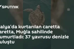 İtalya'da kurtarılan caretta caretta, Muğla sahilinde yumurtladı: 37 yavrusu denizle buluştu