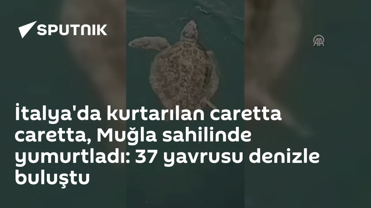İtalya'da kurtarılan caretta caretta, Muğla sahilinde yumurtladı: 37 yavrusu denizle buluştu