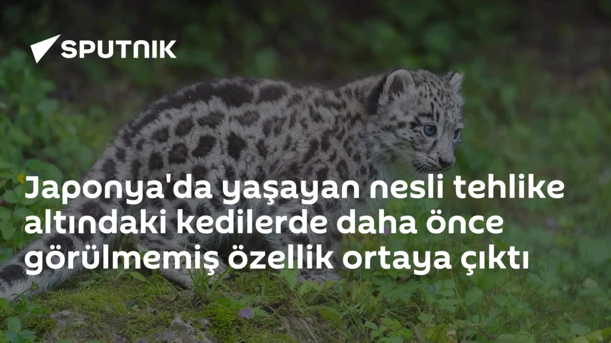 Japonya'da yaşayan nesli tehlike altındaki kedilerde daha önce görülmemiş özellik ortaya çıktı