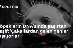 Köpeklerin DNA'sında şaşırtan keşif: 'Çakallardan gelen genleri taşıyorlar'