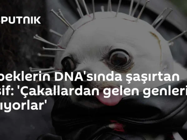 Köpeklerin DNA'sında şaşırtan keşif: 'Çakallardan gelen genleri taşıyorlar'