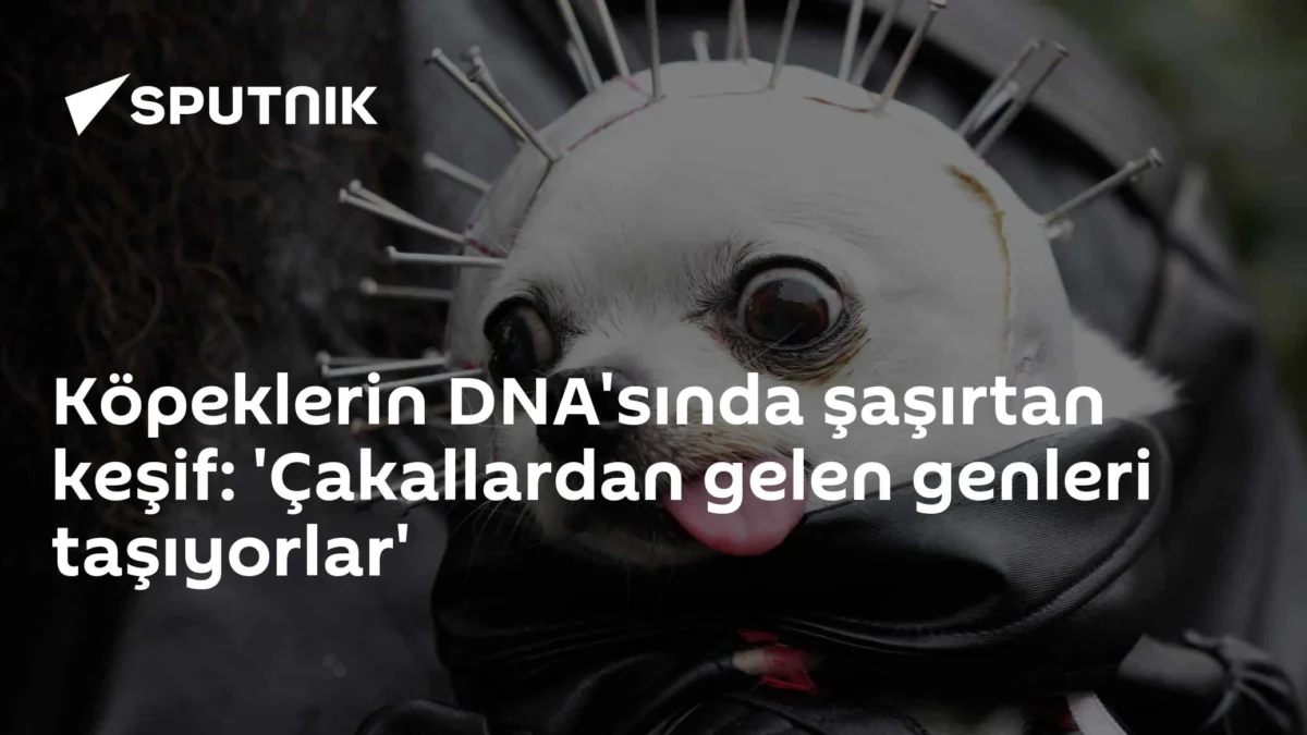 Köpeklerin DNA'sında şaşırtan keşif: 'Çakallardan gelen genleri taşıyorlar'