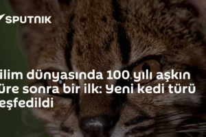 Bilim dünyasında 100 yılı aşkın süre sonra bir ilk: Yeni kedi türü keşfedildi