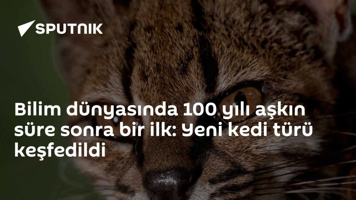 Bilim dünyasında 100 yılı aşkın süre sonra bir ilk: Yeni kedi türü keşfedildi