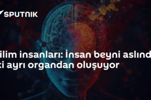 Bilim insanları: İnsan beyni aslında iki ayrı organdan oluşuyor