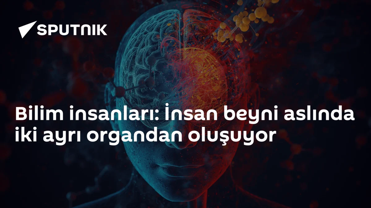 Bilim insanları: İnsan beyni aslında iki ayrı organdan oluşuyor