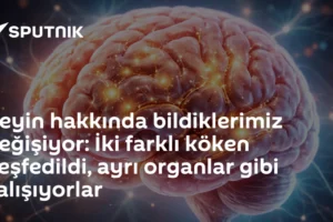 Beyin hakkında bildiklerimiz değişiyor: İki farklı köken keşfedildi, ayrı organlar gibi çalışıyorlar