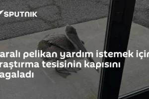 Yaralı pelikan yardım istemek için araştırma tesisinin kapısını gagaladı