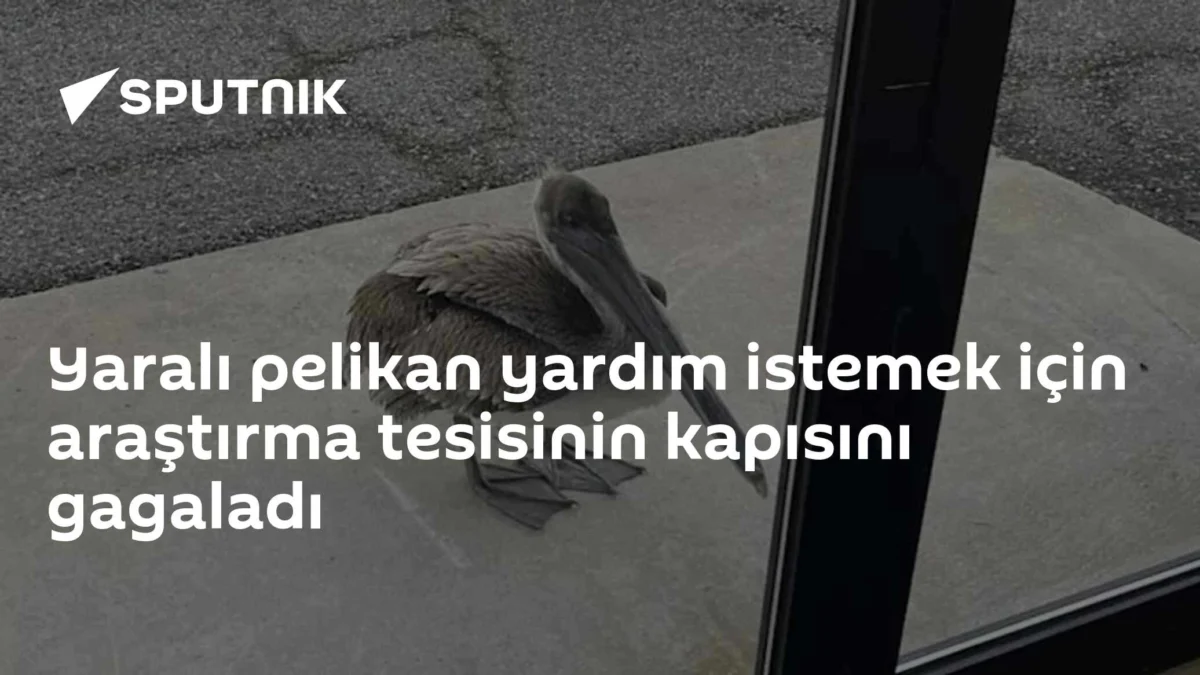 Yaralı pelikan yardım istemek için araştırma tesisinin kapısını gagaladı