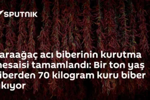 Karaağaç acı biberinin kurutma mesaisi tamamlandı: Bir ton yaş biberden 70 kilogram kuru biber çıkıyor