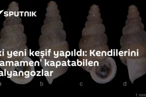 İki yeni keşif yapıldı: Kendilerini 'tamamen' kapatabilen salyangozlar