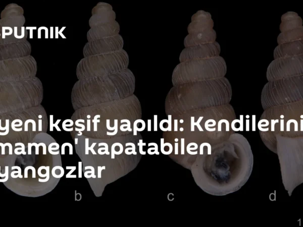 İki yeni keşif yapıldı: Kendilerini 'tamamen' kapatabilen salyangozlar