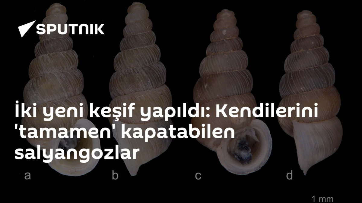 İki yeni keşif yapıldı: Kendilerini 'tamamen' kapatabilen salyangozlar