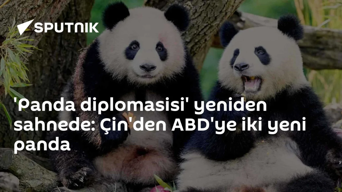 'Panda diplomasisi' yeniden sahnede: Çin'den ABD'ye iki yeni panda