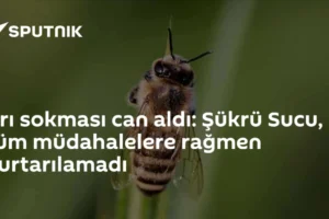 Arı sokması can aldı: Şükrü Sucu, tüm müdahalelere rağmen kurtarılamadı