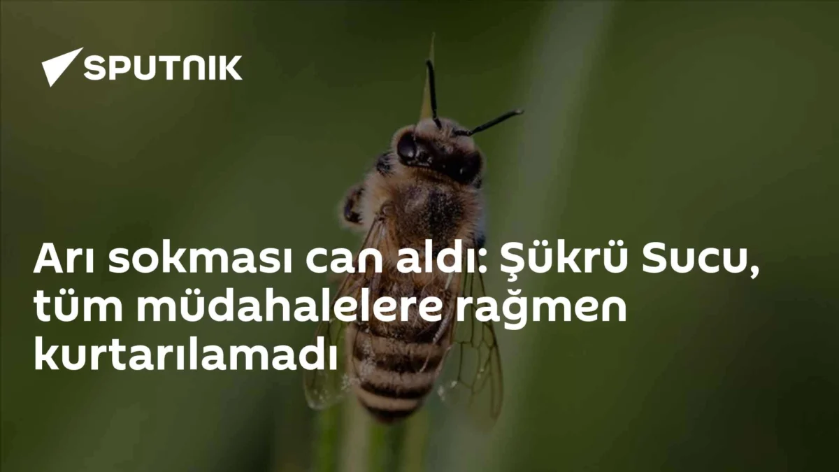 Arı sokması can aldı: Şükrü Sucu, tüm müdahalelere rağmen kurtarılamadı