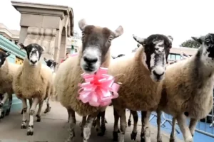 Londra'nın Southwark Köprüsü Sheep Drive bağış etkinliğinde yünlü geçit