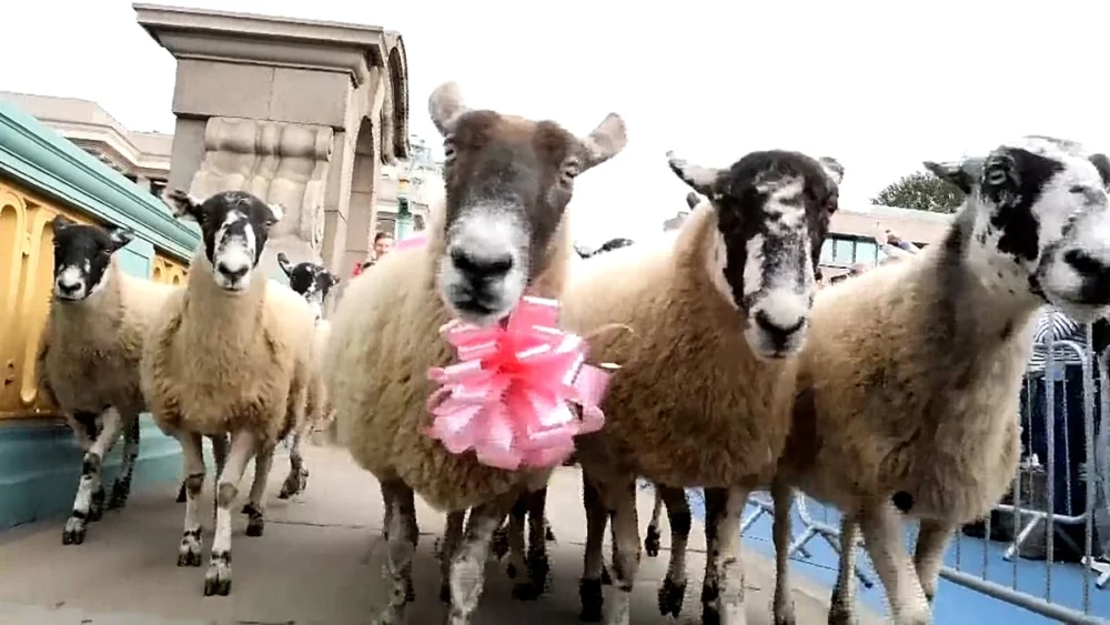 Londra'nın Southwark Köprüsü Sheep Drive bağış etkinliğinde yünlü geçit