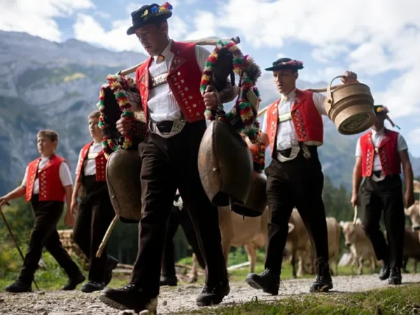 Çiçek taçlı inekler Alp geleneğini Gstaad Züglete festivaline taşıyor