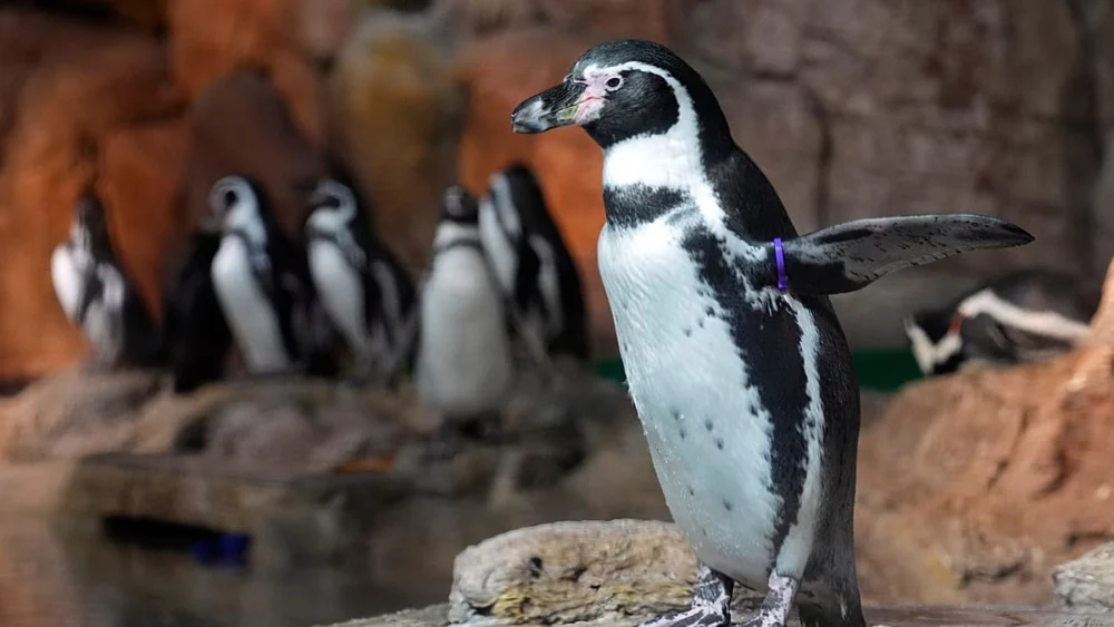 Şili’de yaralı penguenlere yaraları koruyan özel yelekler giydiriliyor