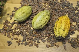 El Nino kakao fiyatlarını yükseltti