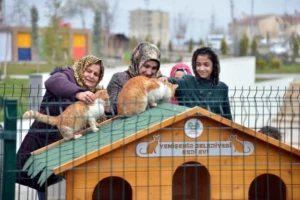 Kediden kuduz olur mu?: Uzmanlar uyarıyor