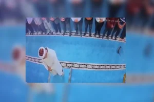 Erzurum'da camide kediyi tekmeleyen kişi gözaltına alındı
