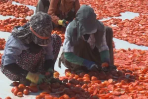 Karacadağ’ın ‘kırmızı altını’ Rusya ve Avrupa sofralarına gidiyor