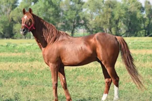 TİGEM 26 safkan Arap koşu tayı satacak