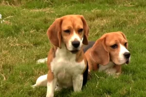 Köpekler 7 farklı kanser türünü tespit ediyor: Yapay zeka sonuçları doğruluyor