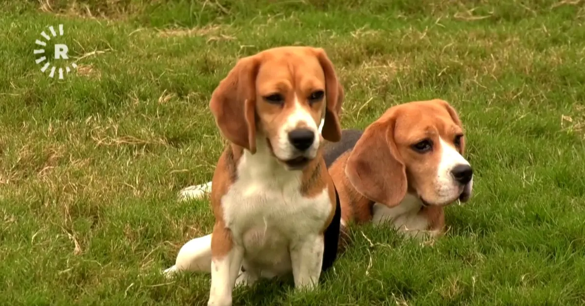 Köpekler 7 farklı kanser türünü tespit ediyor: Yapay zeka sonuçları doğruluyor
