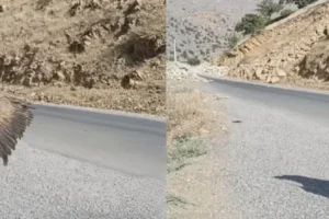 Hewraman’da yaralı bulunan kara akbaba doğaya bırakıldı