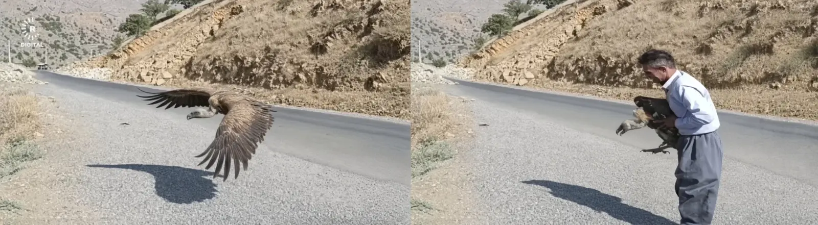 Hewraman’da yaralı bulunan kara akbaba doğaya bırakıldı