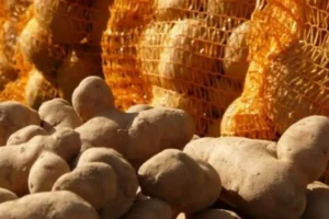 Diyarbakır’da ‘patates yolsuzluğu’