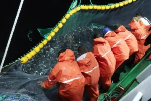 Yeni av sezonu başladı: İstanbul'da balıkçılar denize açıldı