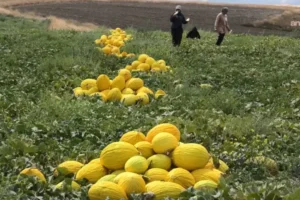 Yozgatlı üretici tepkili: Kavun tarlada 10 lira, markette 30