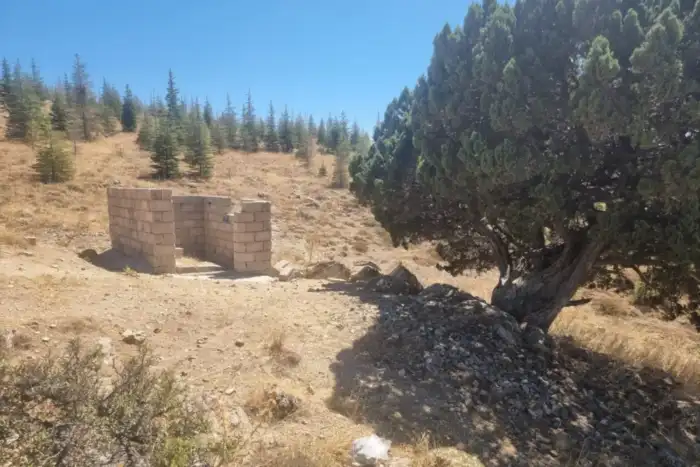 Hırka Dağı'nın 700 yıllık anıt ardıç ağacı kaçak inşaat tehdidi altında