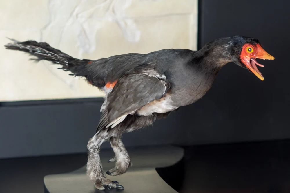 'İlk kuş' Archaeopteryx nasıl havalandı?