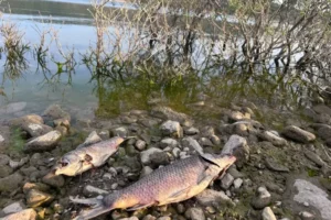 Ayvacık Barajı'ndaki balık ölümlerine ilişkin inceleme başlatıldı