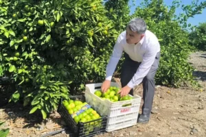 Narenciye üreticisi maliyetleri anlattı: Dalında 5 lira, markette 45 lira