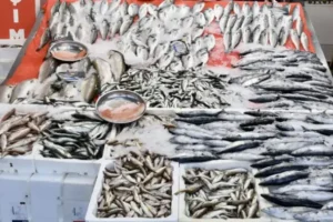 Av yasağı sona erdi, tezgahlar balıkla doldu: Fiyatlar nasıl?