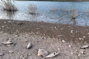 Ayvacık Barajı’nda toplu balık ölümleri: İnceleme başlatıldı