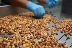 Bakanlık fındık borsalarına inceleme başlattı: Müfettiş görevlendirildi
