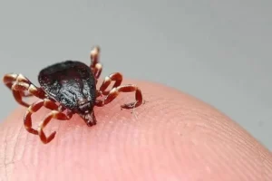 Çorum’da KKKA can aldı: 64 yaşındaki kadın yaşamını yitirdi